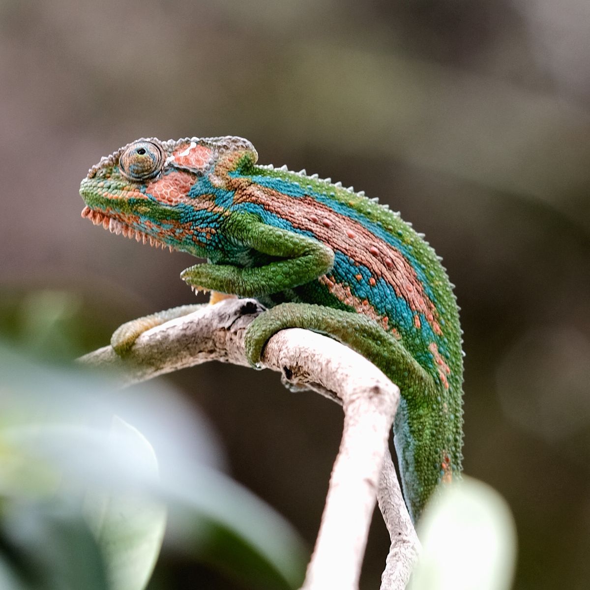 Photo: Chameleon